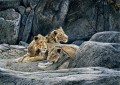 leones en roca